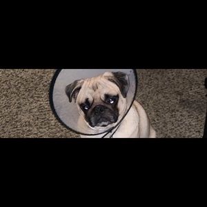 Meet your Posher, Myles